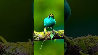 The Most Beautiful Birds in Nature#shorts #birds #birdslover #birdsounds #nature #animals #wildlife