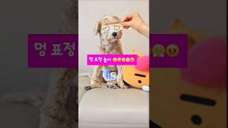 귀여운 강아지 표정 연기🫢
