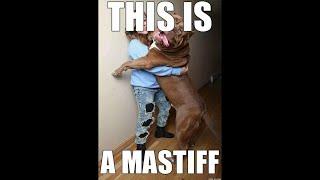 Learn The Truth From The MasterOfAllBulldogs. Everything isn't an American Bandog Mastiffs.