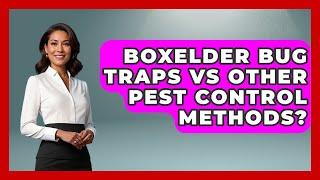 Boxelder Bug Traps Vs Other Pest Control Methods? - Insects and Invaders