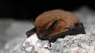 Construire un abri à Pipistrelles (chauves-souris)