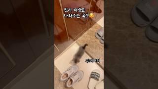 아기고양이의 밀당(집사한테 안겨줘) #고양이 #귀여운고양이 #아기고양이 #먼치킨 #먼치킨고양이 #고양이키우기 #고양이일상 #새끼고양이 #munchkin #cat