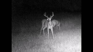 mid mo trail cam bucks as of july 4