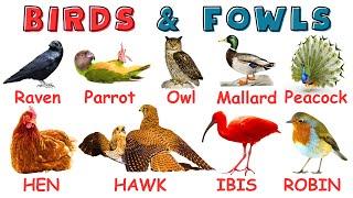 USEFUL Bird Names for Kids | Learn Bird Names | Birds Names for Kids | Types of Birds