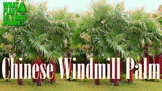 Chinese Windmill Palm - compact crown with large, stiff, fan-like, green foliage