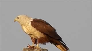 Brahminy Kite ( Haliastur indus)_ Kachchh_ Ritesh Pokar