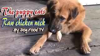 The puppy eats raw chicken neck episode 323| By Dog Food TV