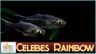 All About Celebes Rainbow Fish: A Curious and Surprisingly Hardy Oddball