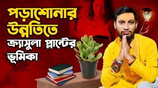 পড়াশোনার  উন্নতিতে ক্র্যাসুলা  প্লান্টের টোটকা । ক্র্যাসুলা  প্লান্টের টোটকা | crassula ovata