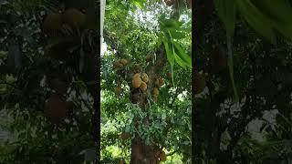 #jackfruit #village|| @Shairaislamsara-q8p #shorts