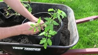 How to Grow Tomatoes In Containers - Complete Growing Guide