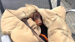 Dachshund walk. Loulou reunited with her son.