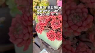 집안 분위기가 환해지는 색이 예쁘고 귀여운 추천 다육이 5가지