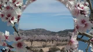 Hondon de los Frailes in Bloom