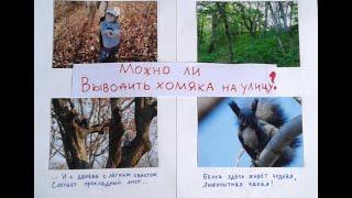 Можно ли выводить хомяка на улицу