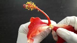 Dissection of Hibiscus flower class 10