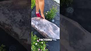 Полезные идеи для сада