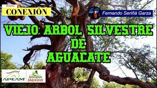 AGUACATE SILVESTRE