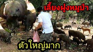 หมูป่า#หมูป่าเป็นฝูง​#Yutthapong​ chanal​กิน​เที่ยว​เล่น​