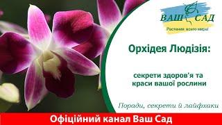 Орхідея Людизія: Догляд, Утримання та Лайфхаки для Гарної та Невибагливої Рослини. Ваш сад