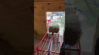 Unloading 200 Bales of Hay! #fluffyfeatherfarm #hay #haybale #haybales #hay #farm #farmlife