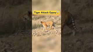 Tiger Attack Gypsy - Jim Corbett National Park #shorts #jimcorbett #tiger #tigerattack