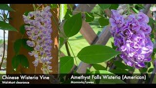 WISTERIA! Amethyst Falls Vs. cheap Wal-Mart Chinese  *Zone 6* May Vs. June (+pansies)