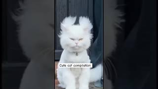 Cute cats part 9 #satisfying #interesting