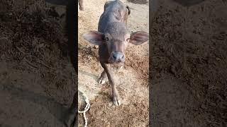 Baby buffalo sound #shortvideo #short #animals #village #shortsvideo #buffalo #calf