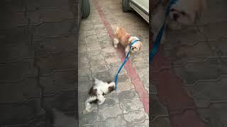 2 adorable cuties🫶#levi #teddy #dog #puppy #play #shihtzu #youtubeshorts #shorts #ytshortsindia