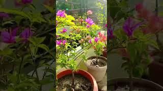 Bougainvellia || bougainvillea flowering tips || #purple #bougainvillea #plantlover #terracegarden