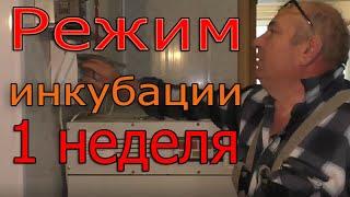 Закладка яиц в инкубатор | Режим инкубации в 1 неделю