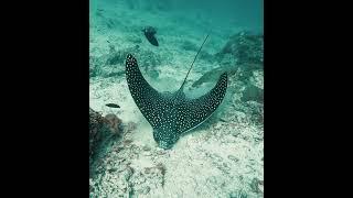 The Spotted Eagle Ray - graceful and elegant #eagleray #scubadiving #ocean #wildlife