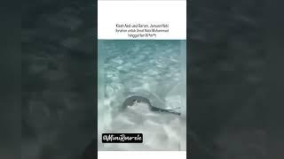 jamuan nabi ibrahim untuk umat nabi muhammad sampai kiamat, allahumma sholli'ala muhammad#viralvideo