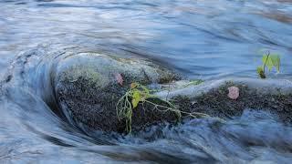 Nature | Autumn on the Stream. #2
