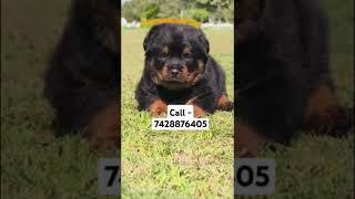 Bomb quality rottweiler puppies for sale in Delhi ncr #newmusic #dancehall #dancehallmusic #dance