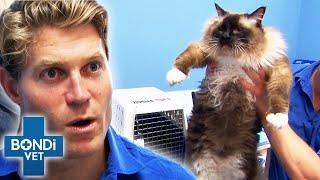 26lbs Overweight Cat Starts Weight Loss Journey | Bondi Vet