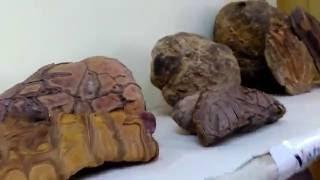 Fossilized Turtles