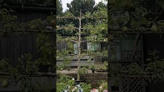 Espalier Fruit Tree Idea