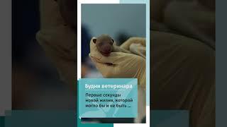 Первые секунды новой жизни щенка