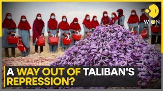 Afghan Women Harvest Saffron; Breath Of Fresh Air In Afghanistan | World News