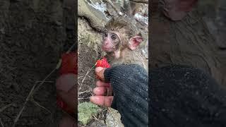 Cute Baby Monkey HAS Got Good Take Care Funny Monkey #Shorts