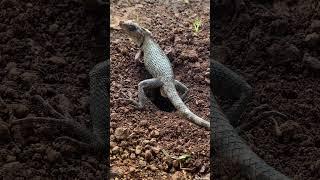 Oriental Garden Lizard lay eggs in the ground #shorts #short #lizard