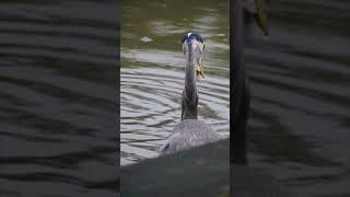 Wild Blue Heron - Fishing #wildlife