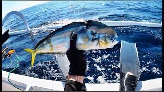 SPEARFISHING THE WORLD'S SMALLEST MAHI MAHI