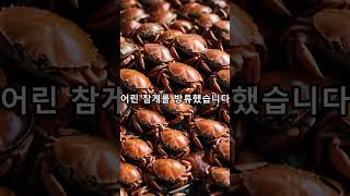 밥도둑 참게...어린 참게 20만 마리 방류 #전북cbs