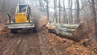 LKT 81 Turbo - Ťažba bukov a vyvratov nad cestou. Stihl ms 500i keď to padá ako má 