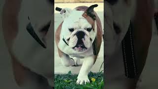 Beautiful baby️ #englishbulldog #shorts #bulldog