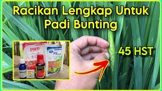 Racikan Nutrisi Lengkap Untuk Padi Bunting | Pemyemprotan Padi Bunting Agar Malai Keluar Serempak