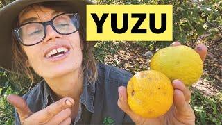 Yuzu - Growing & Eating Yuzu (Grafted) Fruit Trees